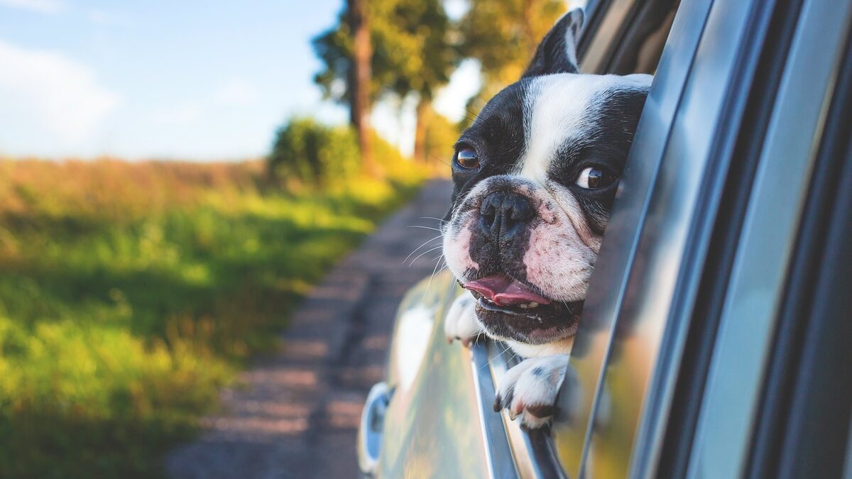 Cómo llevar a tu perro en coche: bulldog asomando la cabeza por la ventanilla del automóvil