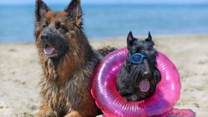 Perro con flotador y gafas de bucear junto a un pastor alemán en una de las playas para perros en España