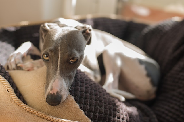 Greyhound galgo ingles raza perro tranquila tener en piso