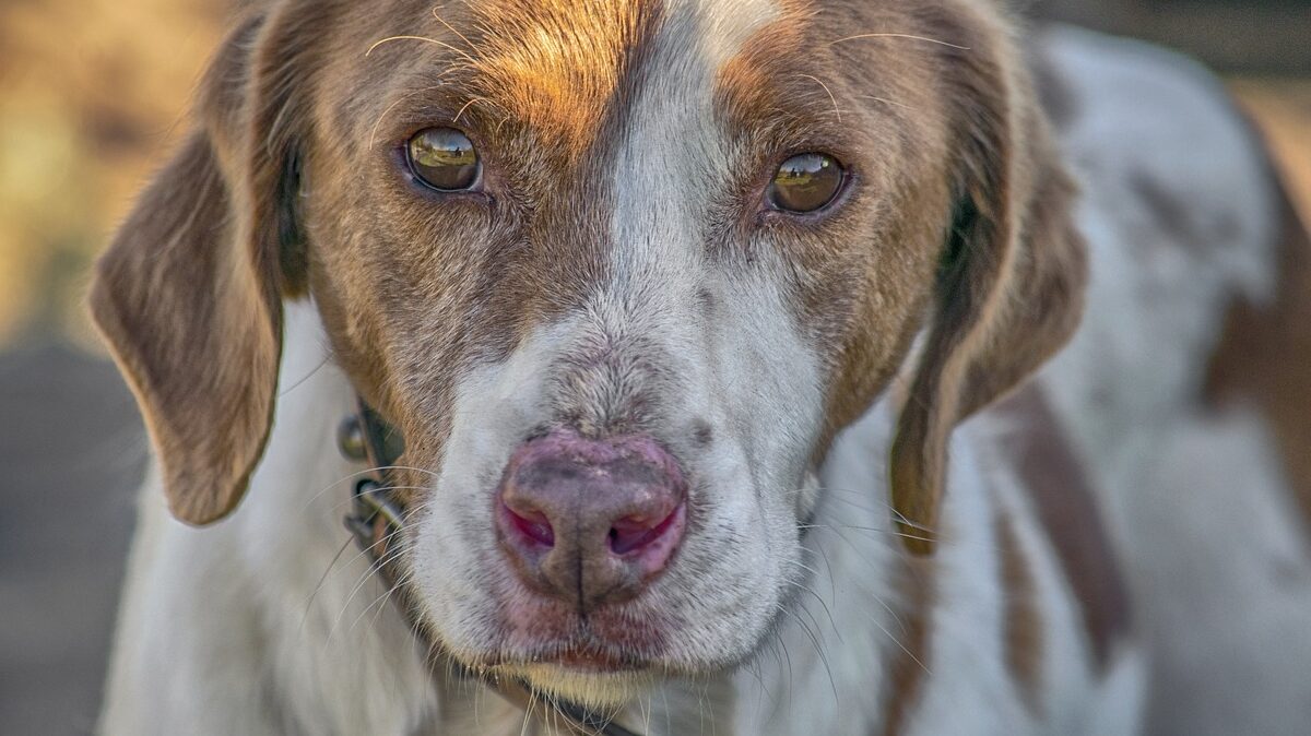 Las 4 enfermedades en el hocico de los perros más comunes - Pawzy