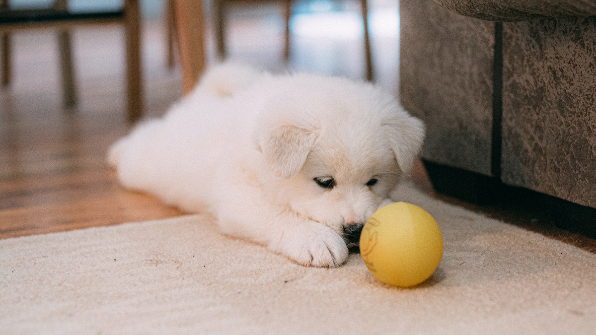 Mejores razas de perros para tener en un piso: Cachorro jugando con pelota amarilla