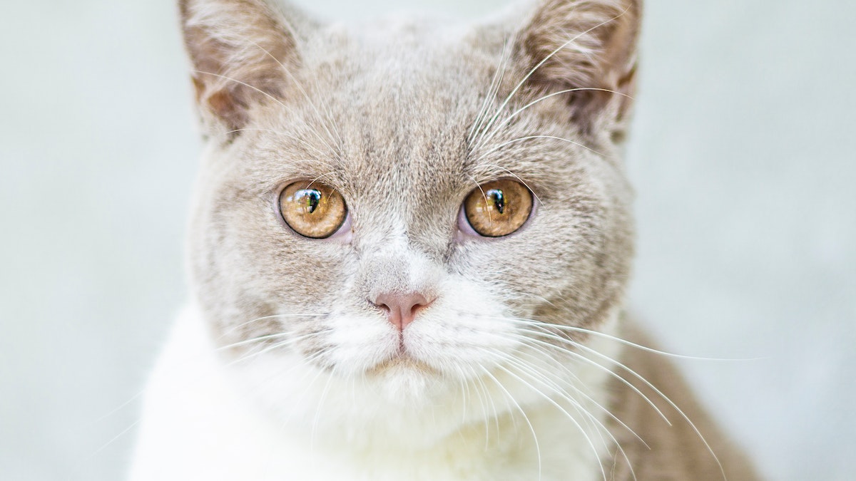 Tercer Párpado en Gatos: Gato de ojos amarillos mirando a fijamente a la cámara