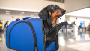 Cómo viajar con perro en tren en España: Perro en su bolsa de transporte preparado para viajar en tren