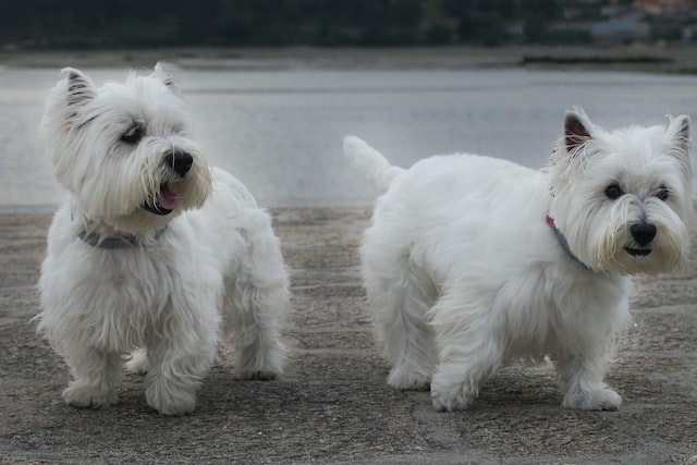 West Highland White Terrier raza perro personas mayores tener en piso