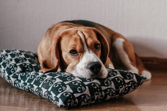 beagle razas perro mediana tener en casa