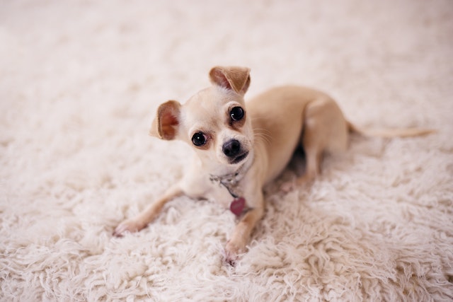 chihuahua raza perro pequena para tener en casa