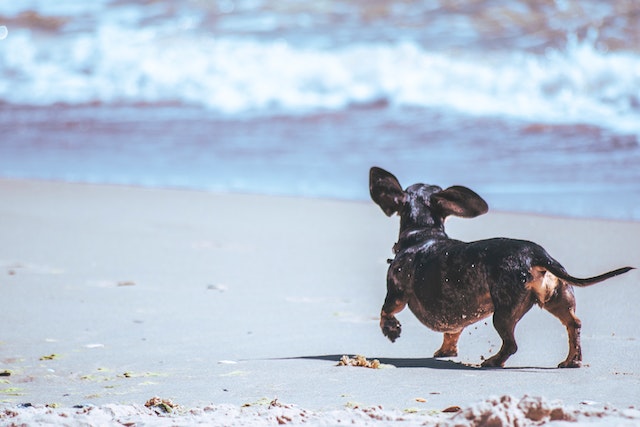 Perro salchicha paseando por una playa canna