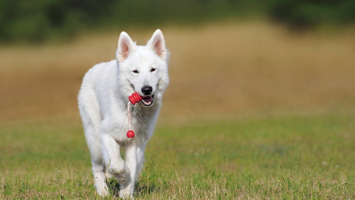 20 Maneras divertidas de mantener a tu perro activo con ejercicios y juegos