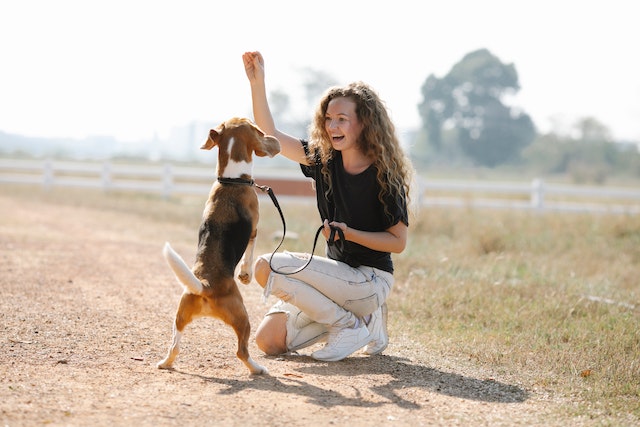 5 mejores razas de perros para niños: Beagle