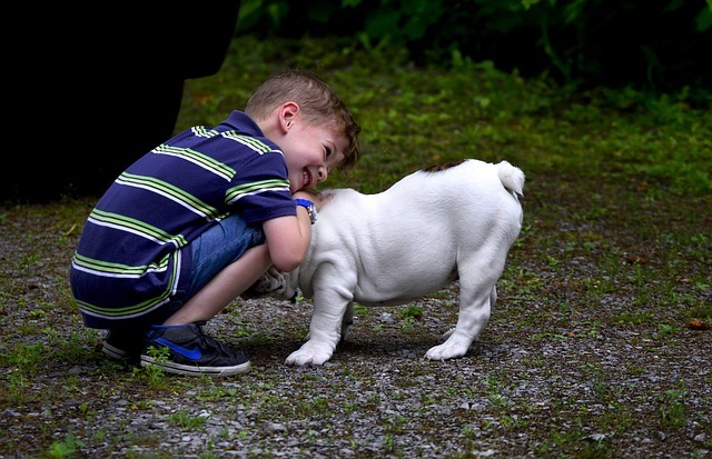 5 mejores razas de perros para niños: Bulldog Inglés