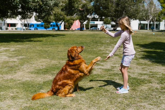 5 mejores razas de perros para niños: Golden Retriever