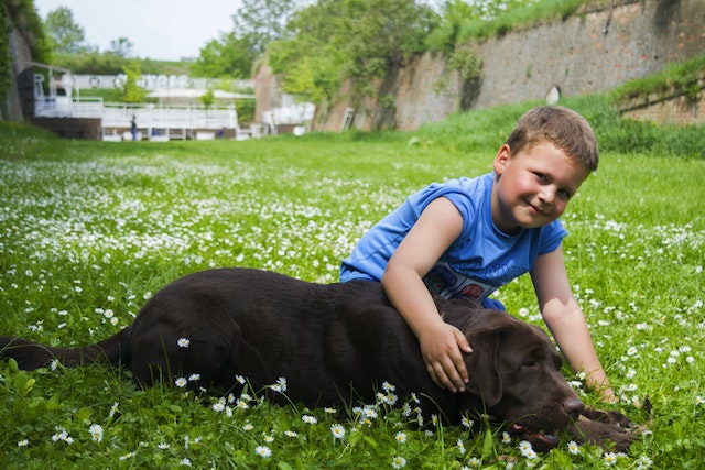 5 mejores razas de perros para niños: Labrador Retriever