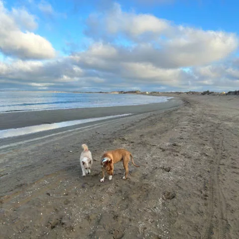 Bassa de larena Playa para perros de Riumar en Deltebre Siro Thayra jpg