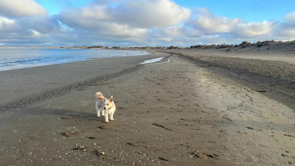 Bassa de l'arena - Playa para perros de Riumar en Deltebre