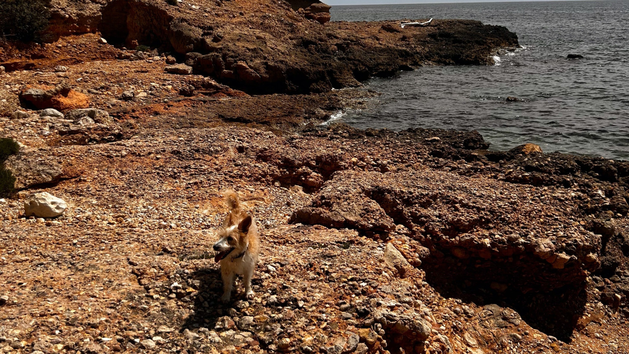Cala Cementiri Playa para Perros en L'Ametlla de Mar
