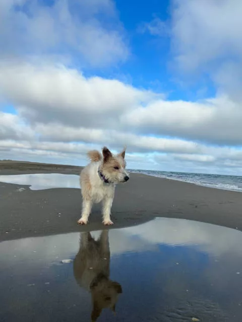 Charcos Playa de Eucaliptus Playa para perros en Amposta jpg