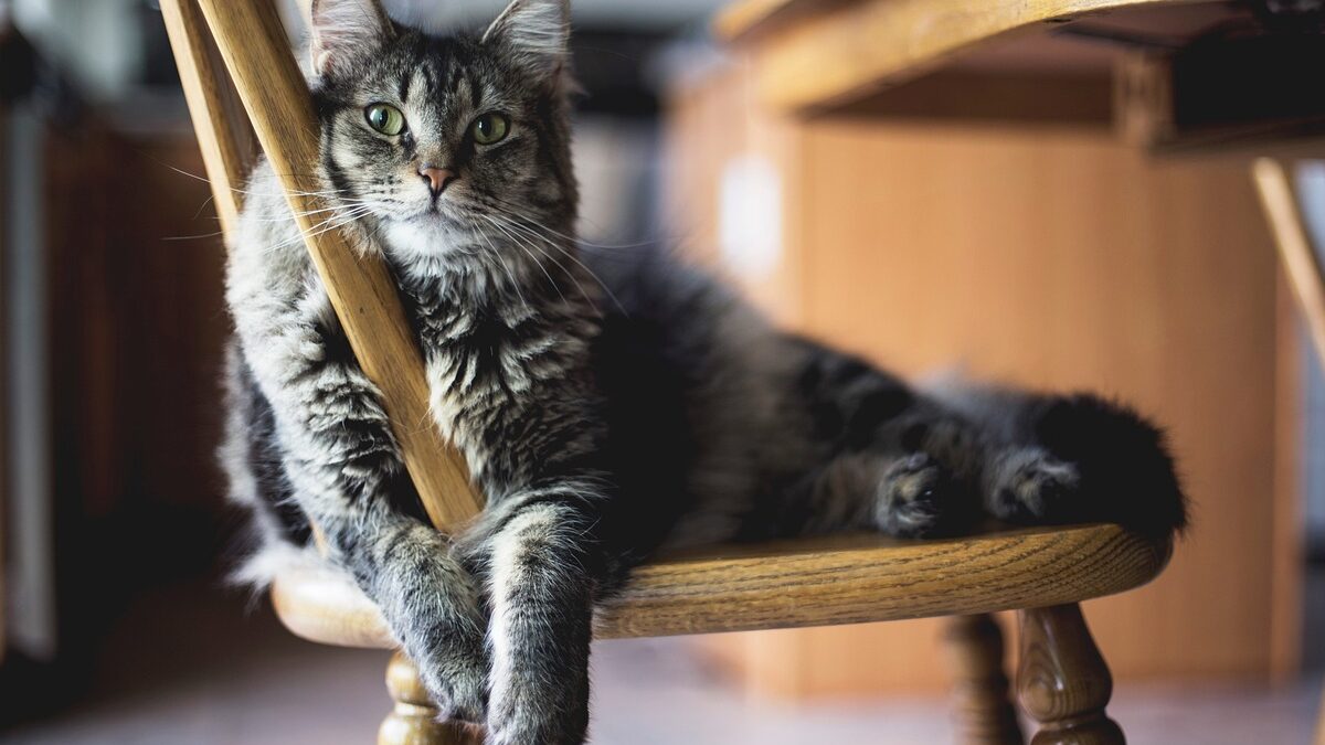 Cuidados especiales para gatos mayores: Lo que necesitas saber