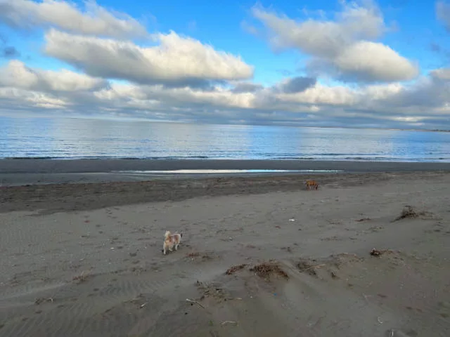 Paisaje desde la Bassa de larena Playa para perros de Riumar en Deltebre jpg