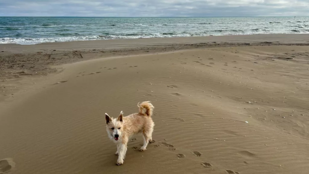 Playa de Eucaliptus - Playa para perros en Amposta