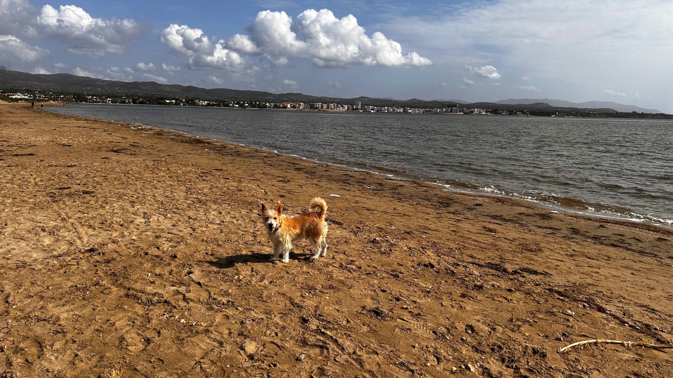 Playa de l'Arenal - Playa para perros en L'Ampolla