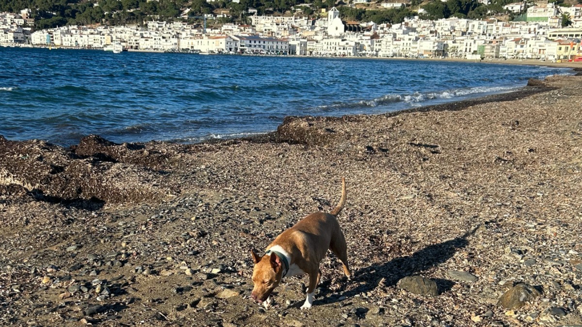 Playa para perros de la Ribera en Port de la Selva