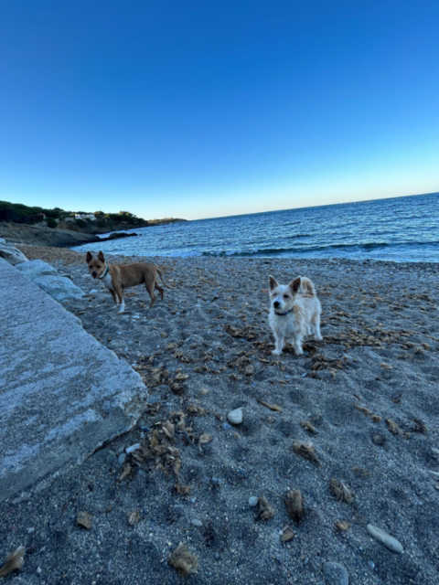 Perros disfrutando de la Playa de la Port del Vall