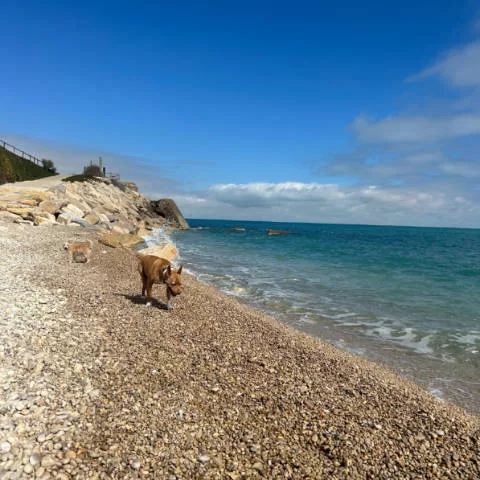 Horario Playa para perros de Alcanar jpg