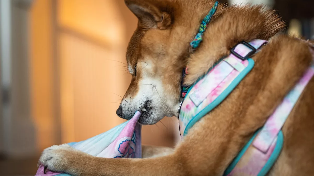 10 ideas para crear juguetes olfativos caseros para perros