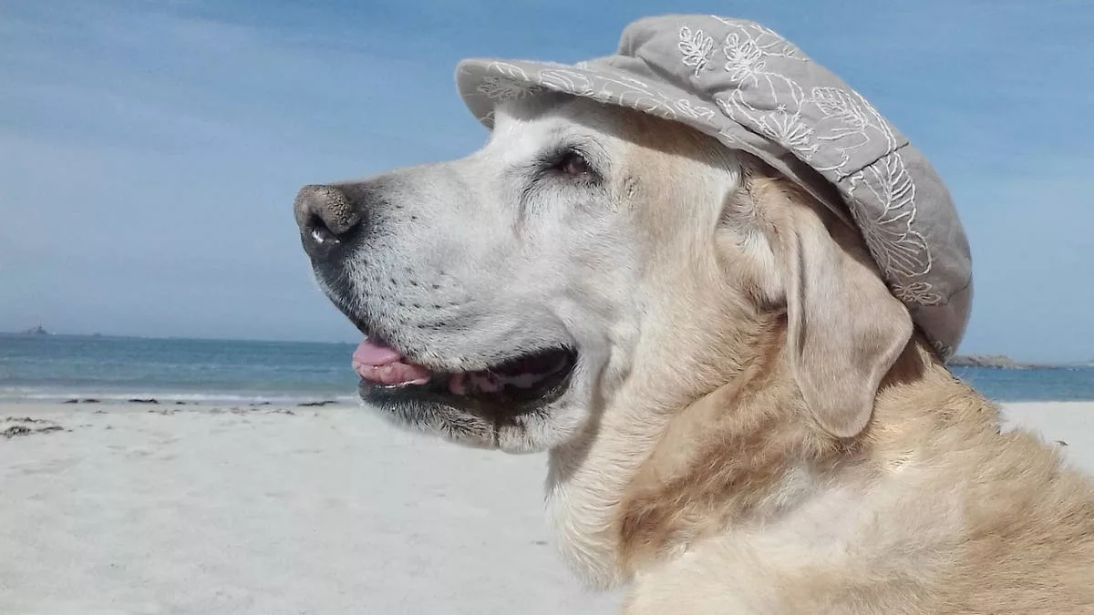 ¿Se le puede poner crema solar a un perro? Perro con gorra para protegerse del sol