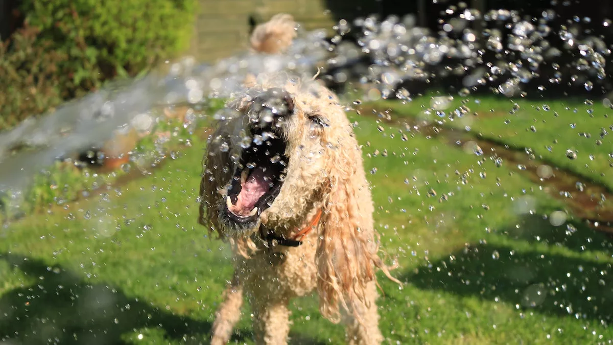 10 Comportamientos graciosos que hacen los perros y por qué los hacen