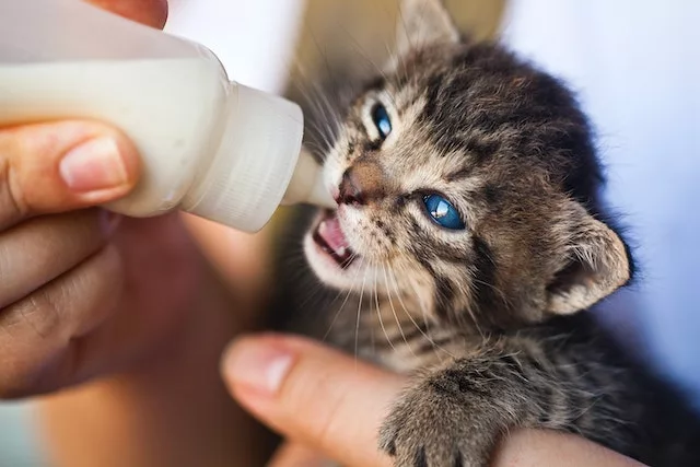 11 Consejos para prepara tu hogar para la llegada de un gatito recien nacido jpeg
