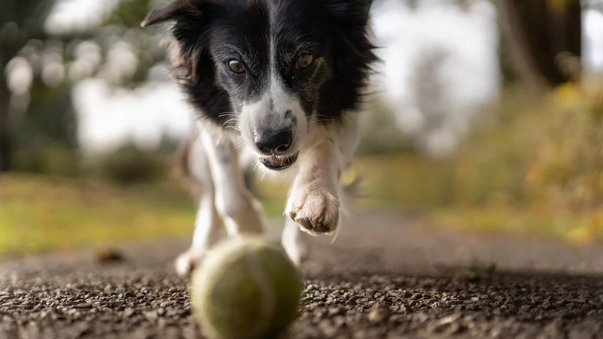 5 Juegos para divertirte con tu perro en casa o en el parque