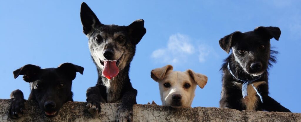 perros socializando