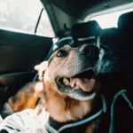 Cuando nuestro perro tiene miedo al coche no está todo perdido, aunque de primeras puede parecer una tarea difícil acostumbrarlo a esta experiencia.