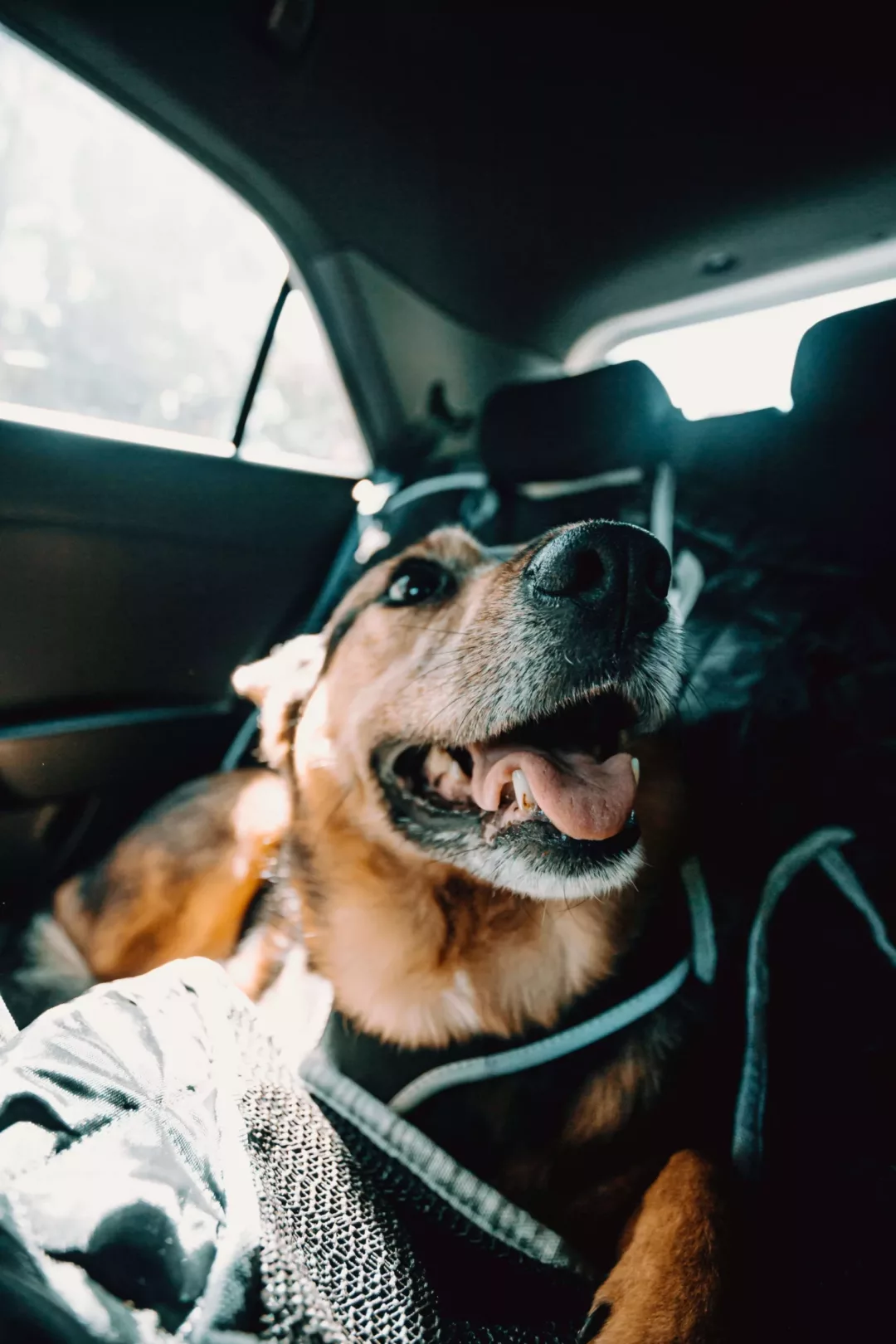 Cuando nuestro perro tiene miedo al coche no está todo perdido, aunque de primeras puede parecer una tarea difícil acostumbrarlo a esta experiencia.