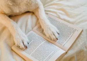 Perro relajado leyendo en residencia canina