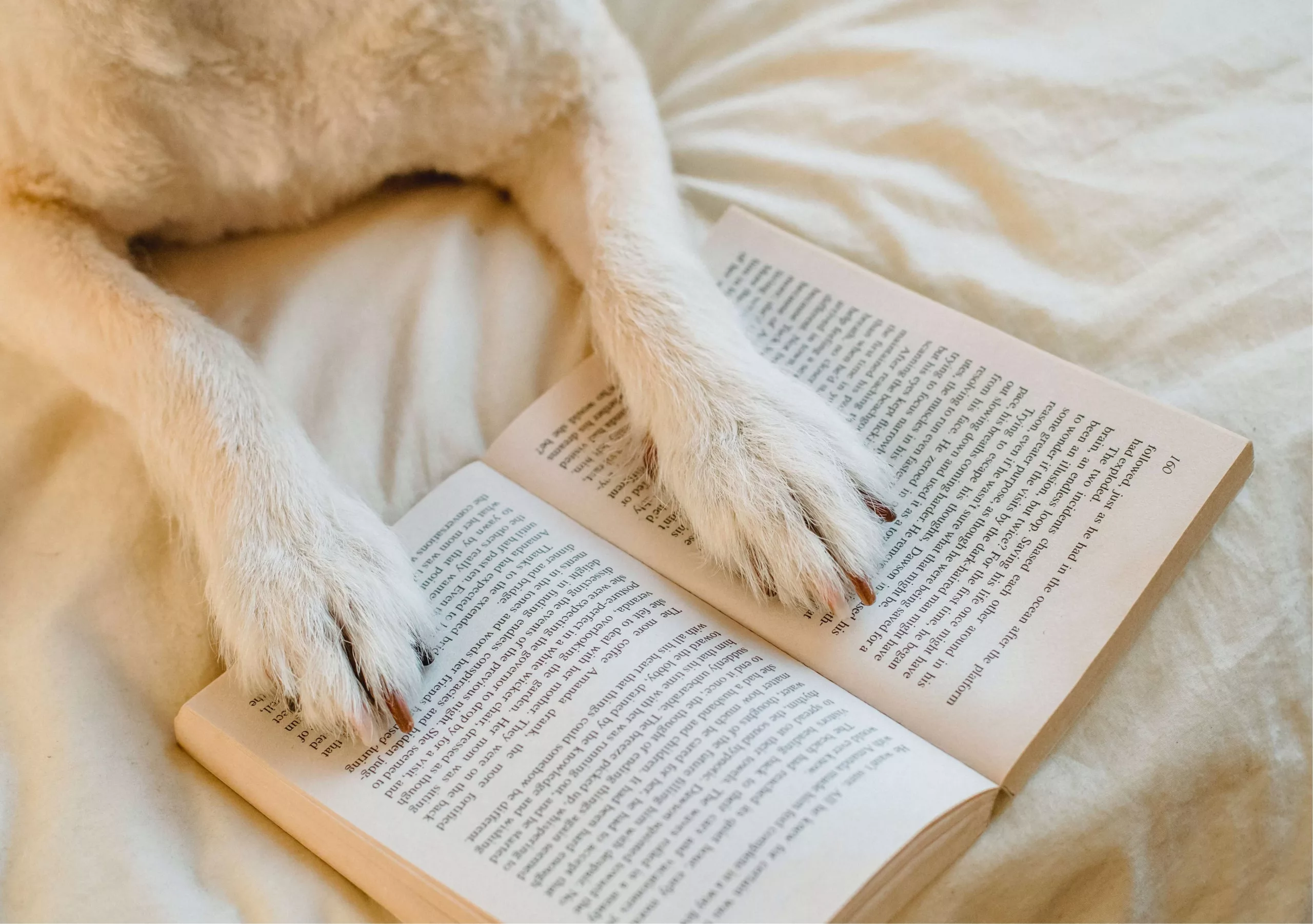 Perro relajado leyendo en residencia canina