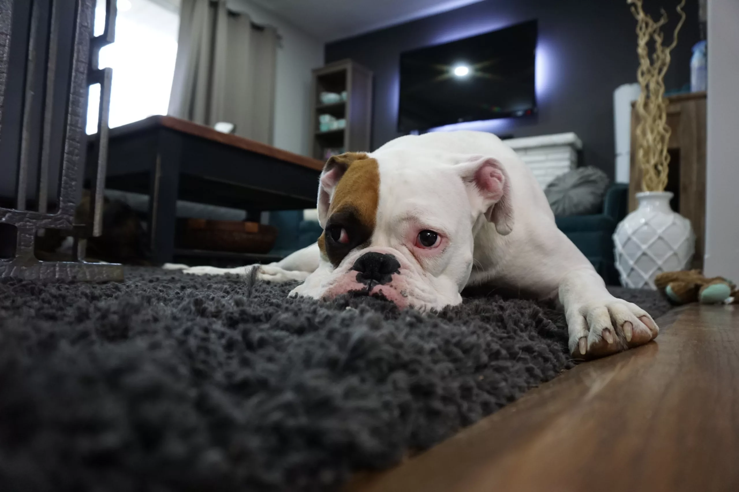 La residencia canina de lujo se caracteriza por ser ¡lo más! en hoteles para perros mientras sus familias están ausentes.