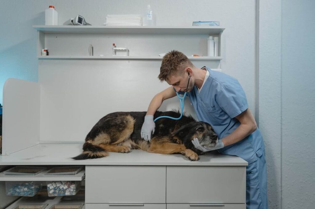 perro en consulta veterinaria 1