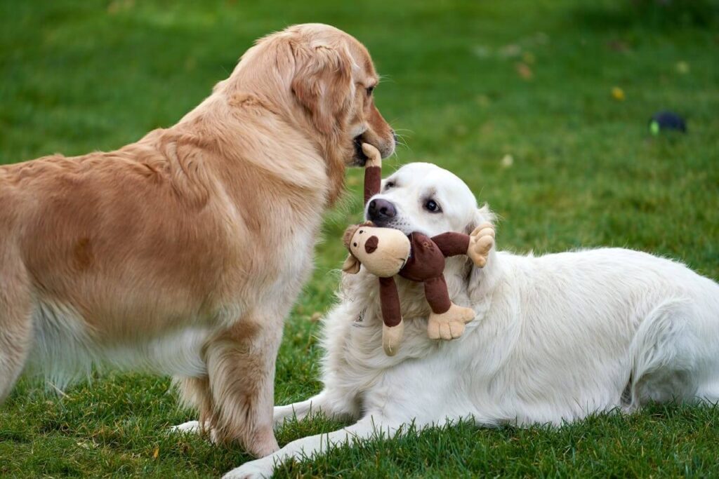 Socialización y juegos entre dos perros