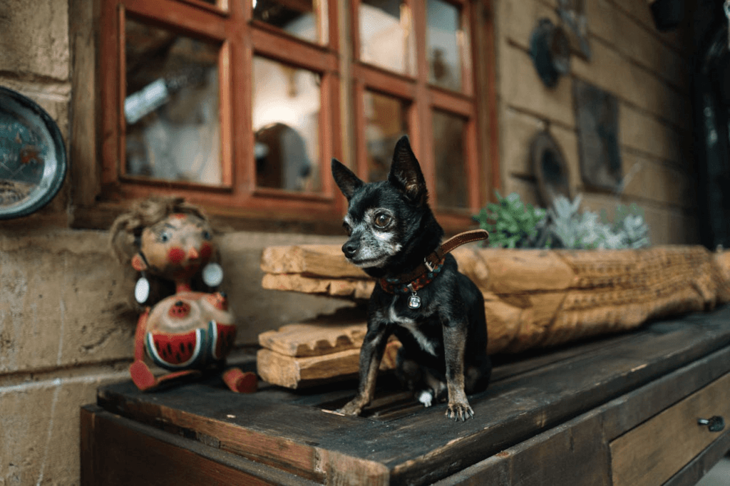 Comer en Santander con perro cuando llueve