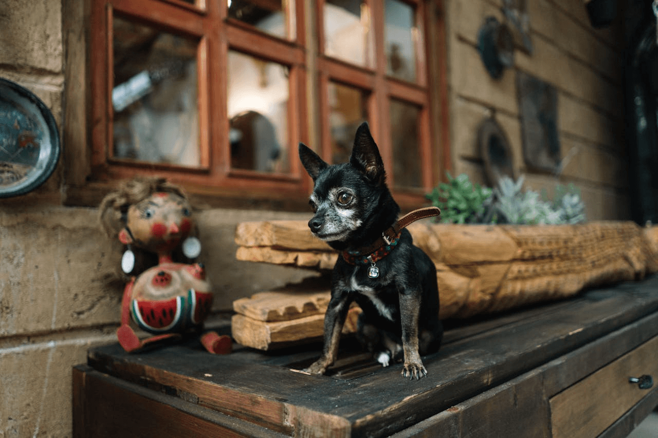 Comer en Santander con perro cuando llueve