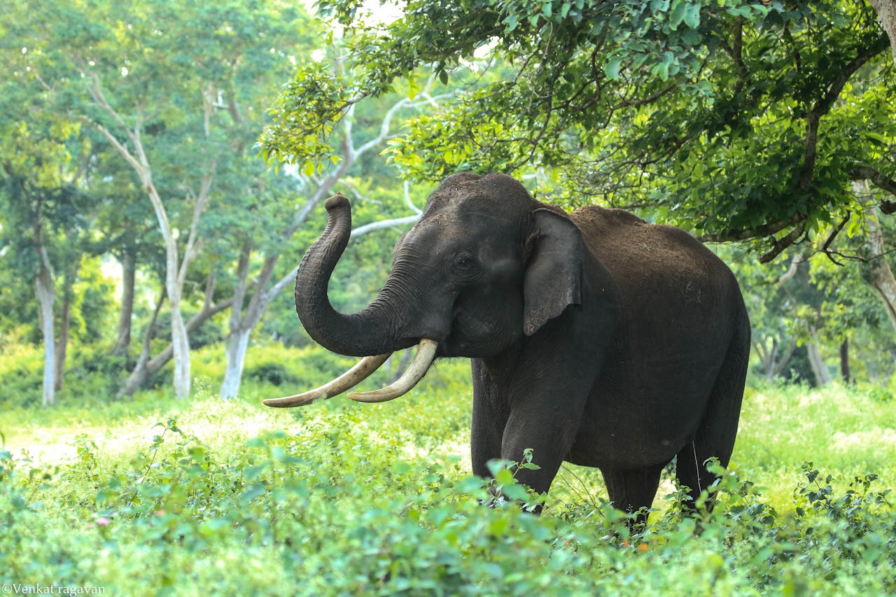 Elefante en Cabárceno-en qué hacer con tu perro en Cantabria