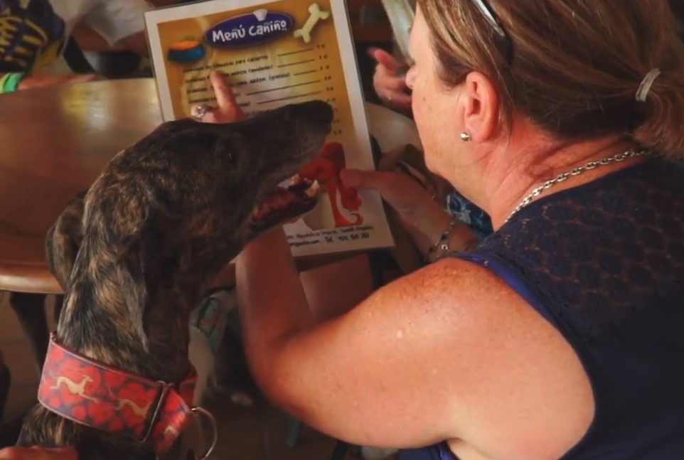 En camping Castell Mar cuentan con un menú para perros