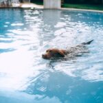 Perro nadando en la piscina