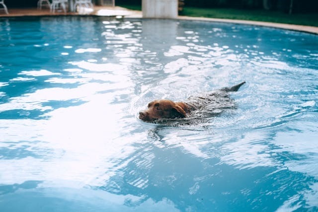 Perro nadando en la piscina