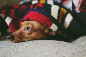 Perro descansando entre mantas