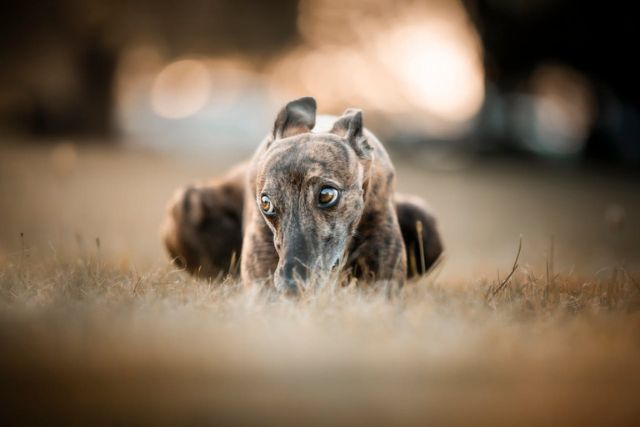 Los galgos son mayores velocistas cánidos