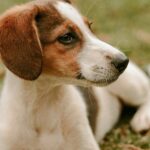 Curiosidades sobre los perros ¡Descubre todo lo que no conoces! 4 perro con orejas en v