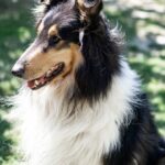 Curiosidades sobre los perros ¡Descubre todo lo que no conoces! 6 pexels anna guerrero 788383 1981628